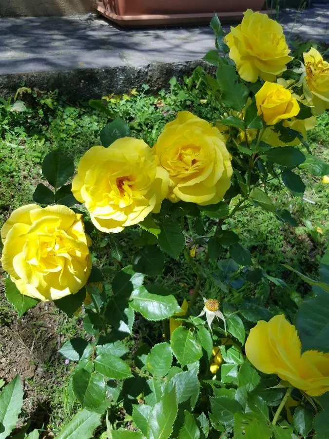 B&B Amore Di Maremma Grosseto Italy