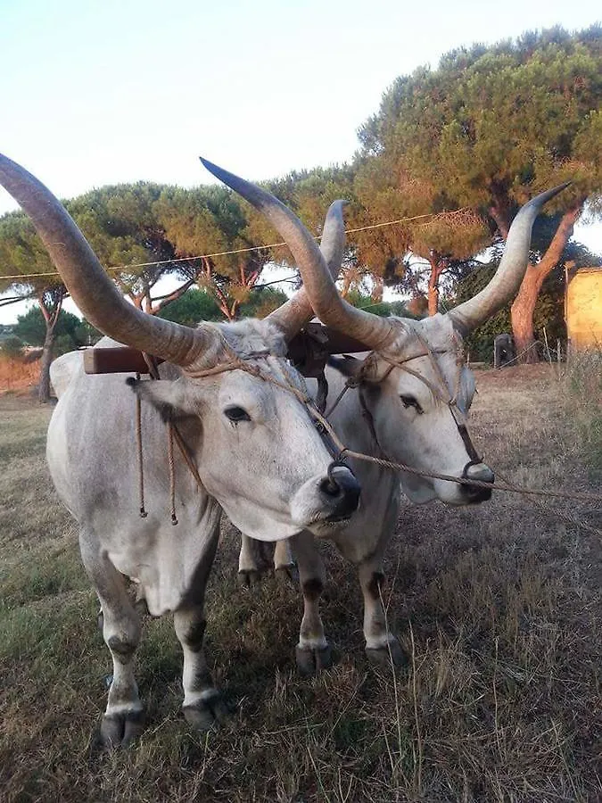 B&B Amore Di Maremma Grosseto